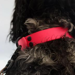 Biothane Collar