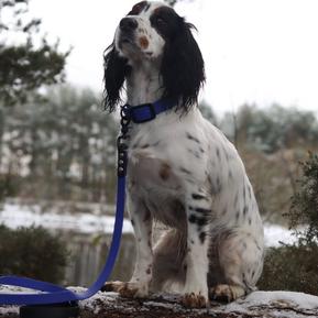 Biothane Short Lead (1.5m)