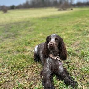 Custom Fit Biothane Martingale Collar